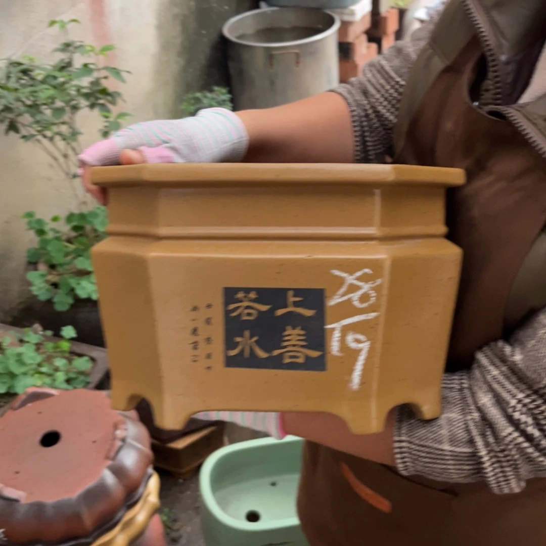 花盆紫砂盆景艺术