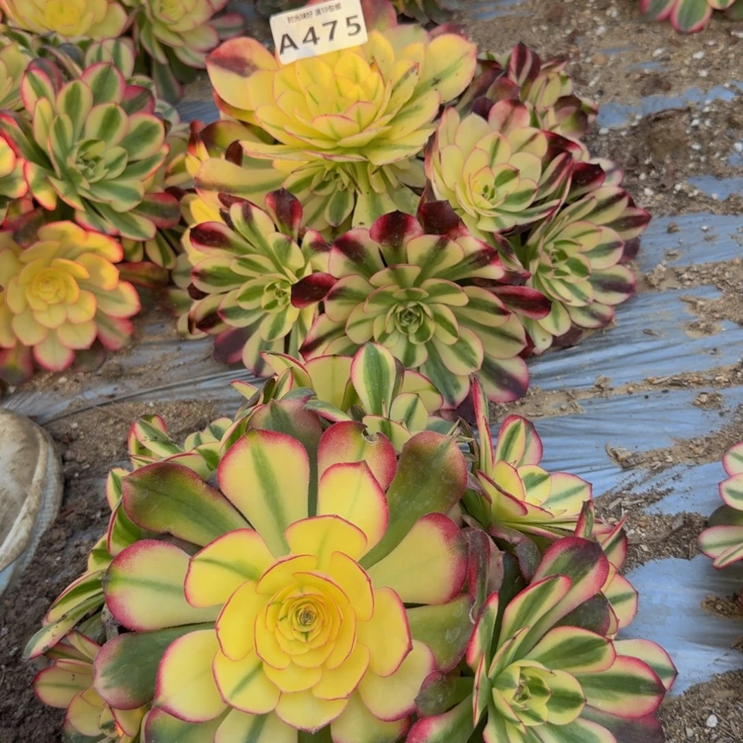 L***p475红荔枝到秋。多肉植物