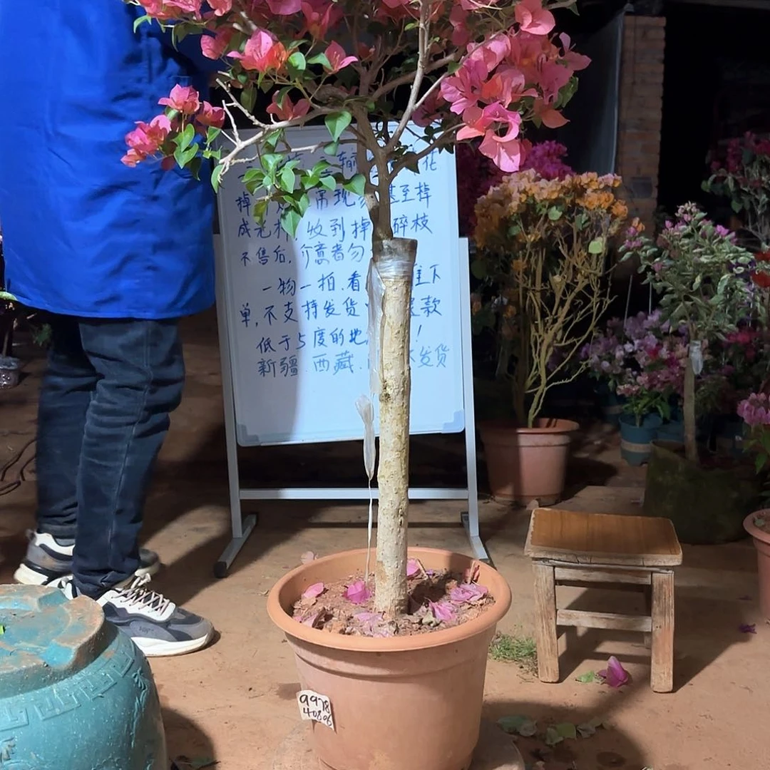 鲜活植物用****6