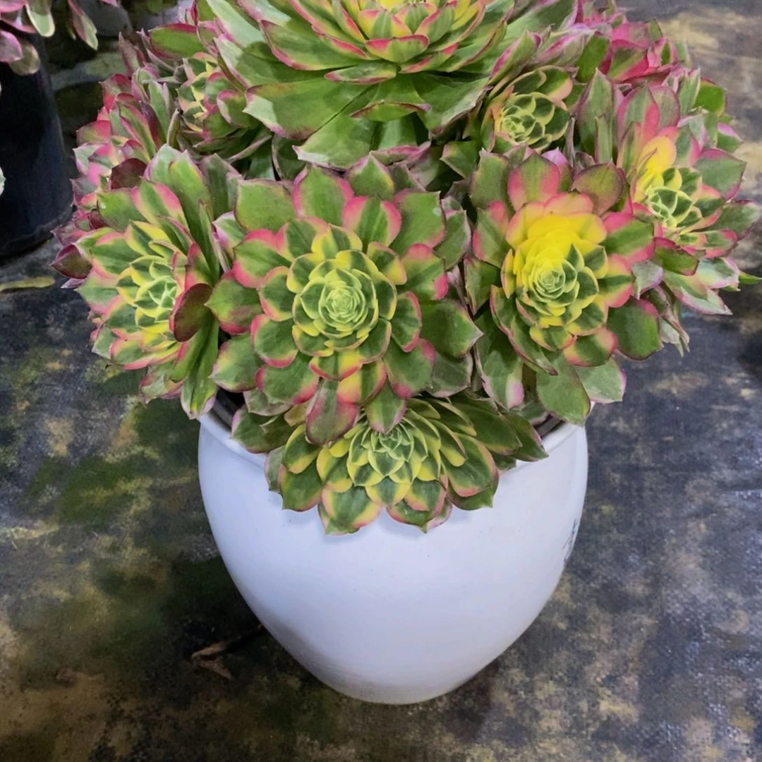 往*501海王法师一棵