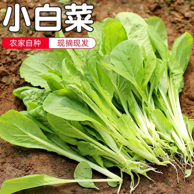 2斤装 农家现拔鲜嫩小白菜