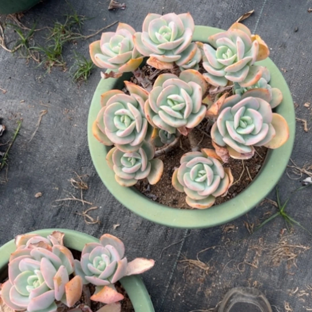 【闪购商品】叫**张白凤