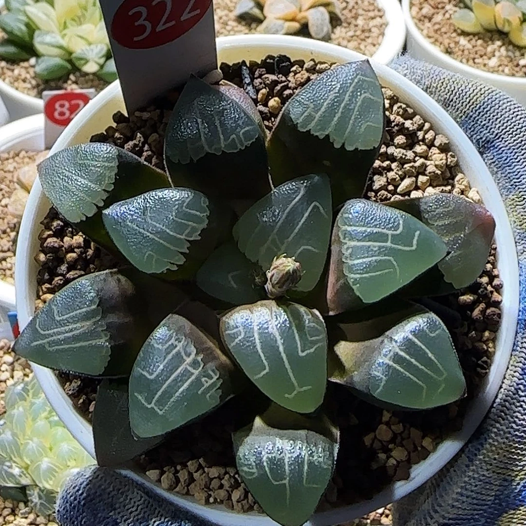 322号实生未繁殖 ，8 厘米左右一物一拍带盆发货