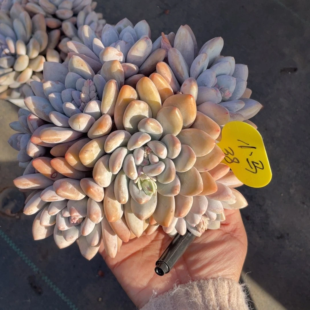 A***跑奶酪体香水群生38