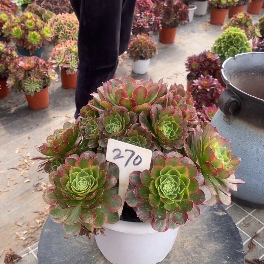 红陶270奶白一物一拍