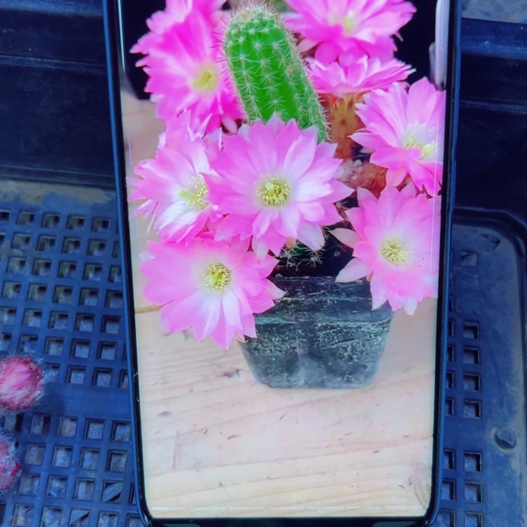 下45白檀天堂3个无根小侧芽20包邮