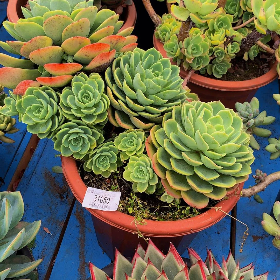 涂***涂哈密瓜31050多肉多肉