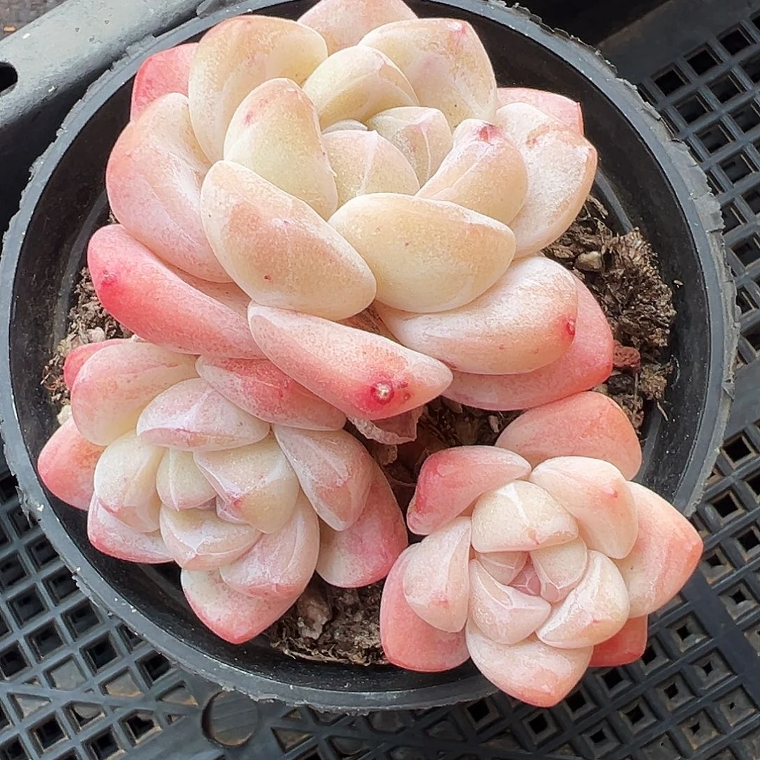 老牛腿三头群生1199号