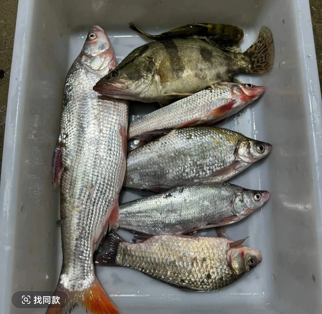 苏北淡水河鲜活杂鱼《一物一拍》直播改价链接