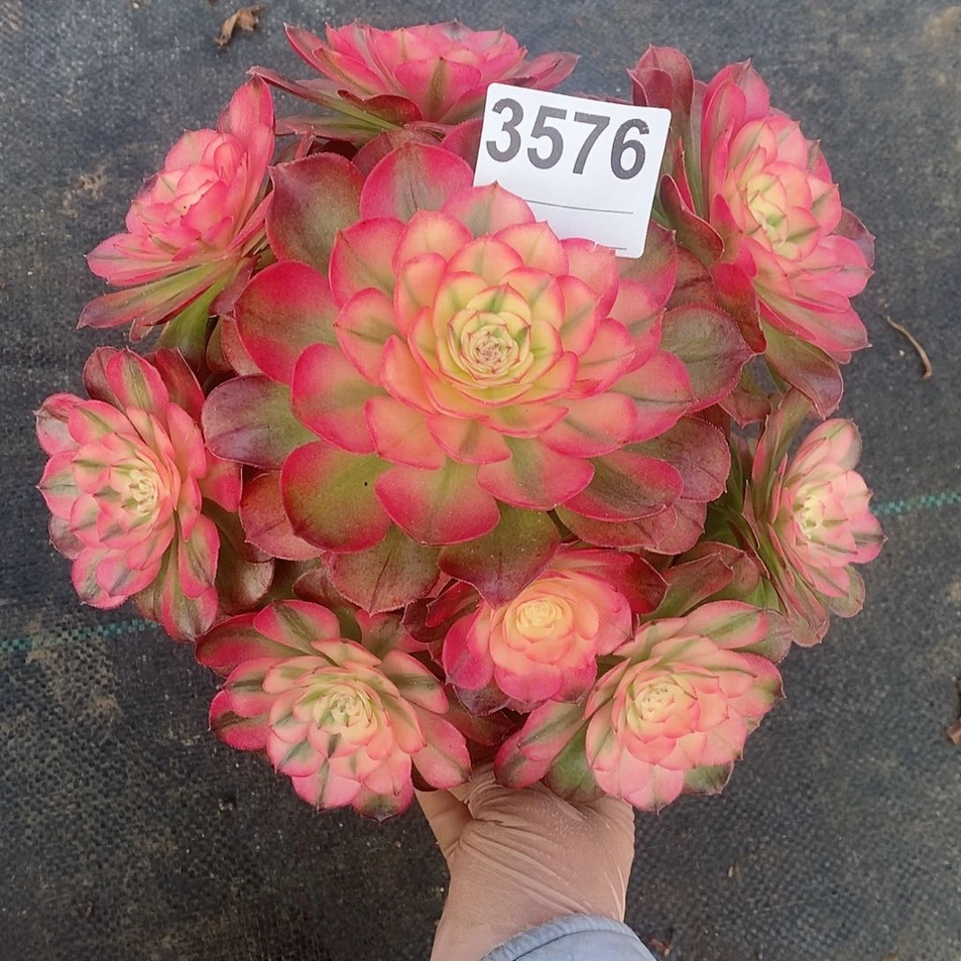 红陶3576荔枝冠22左右