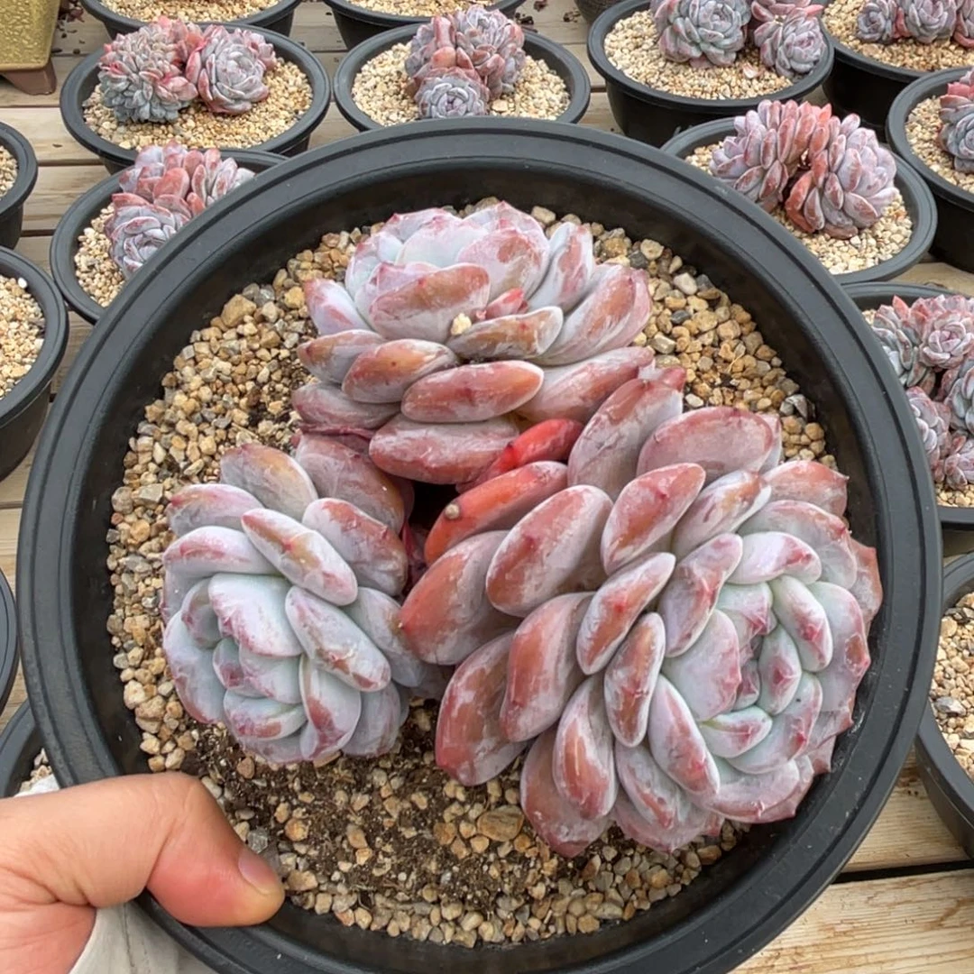 一物一拍不支持退换