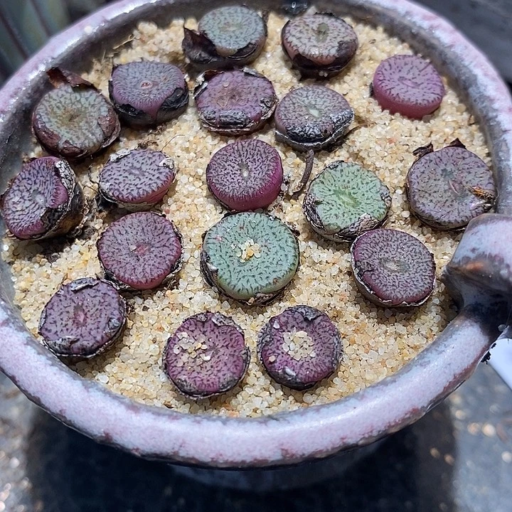 密纹安贞一颗买2送1。