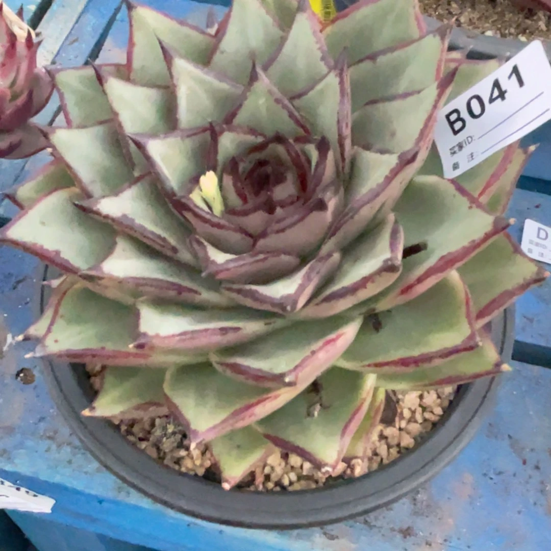 无花朵若如东云单拍D041