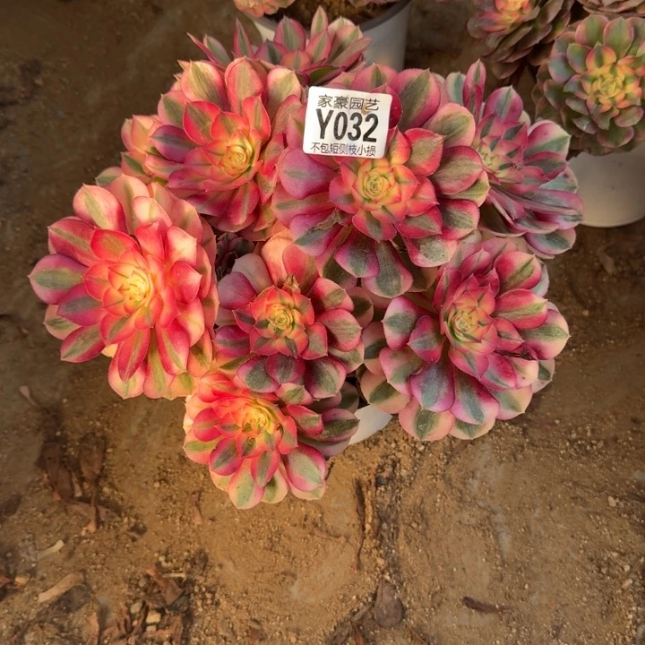 032倾城官服25左右2