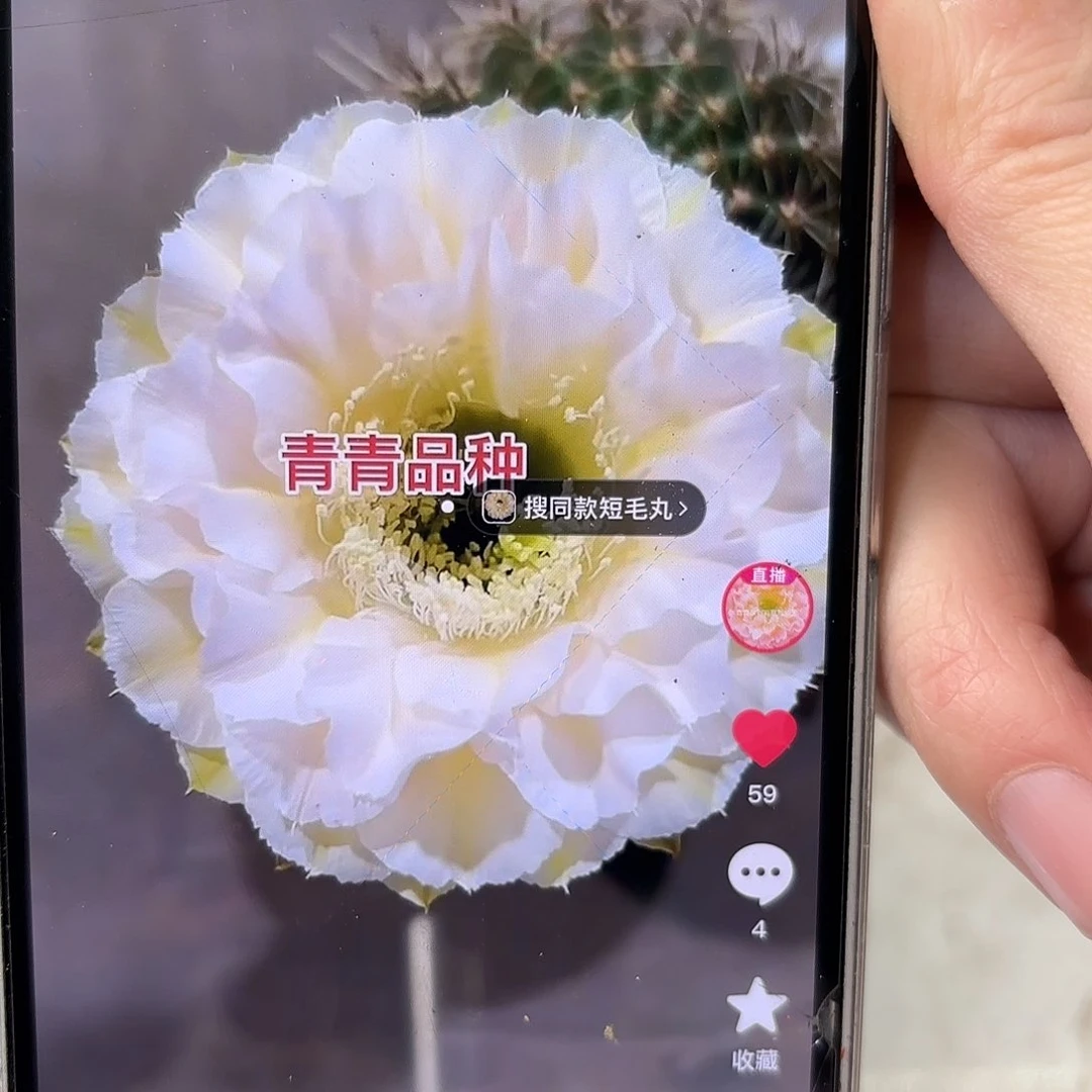 彩草蛋糕3公分侧牙有气根