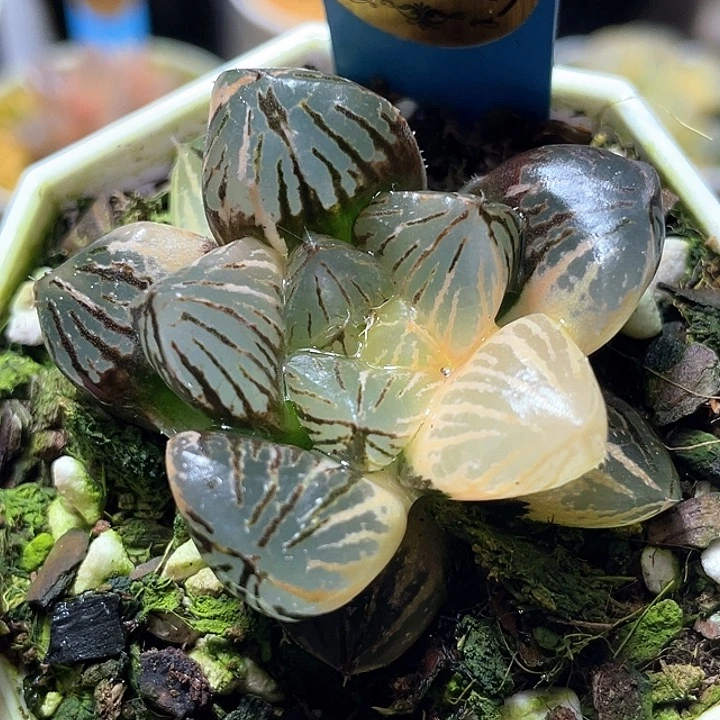 922赤焰玉露锦特选福利