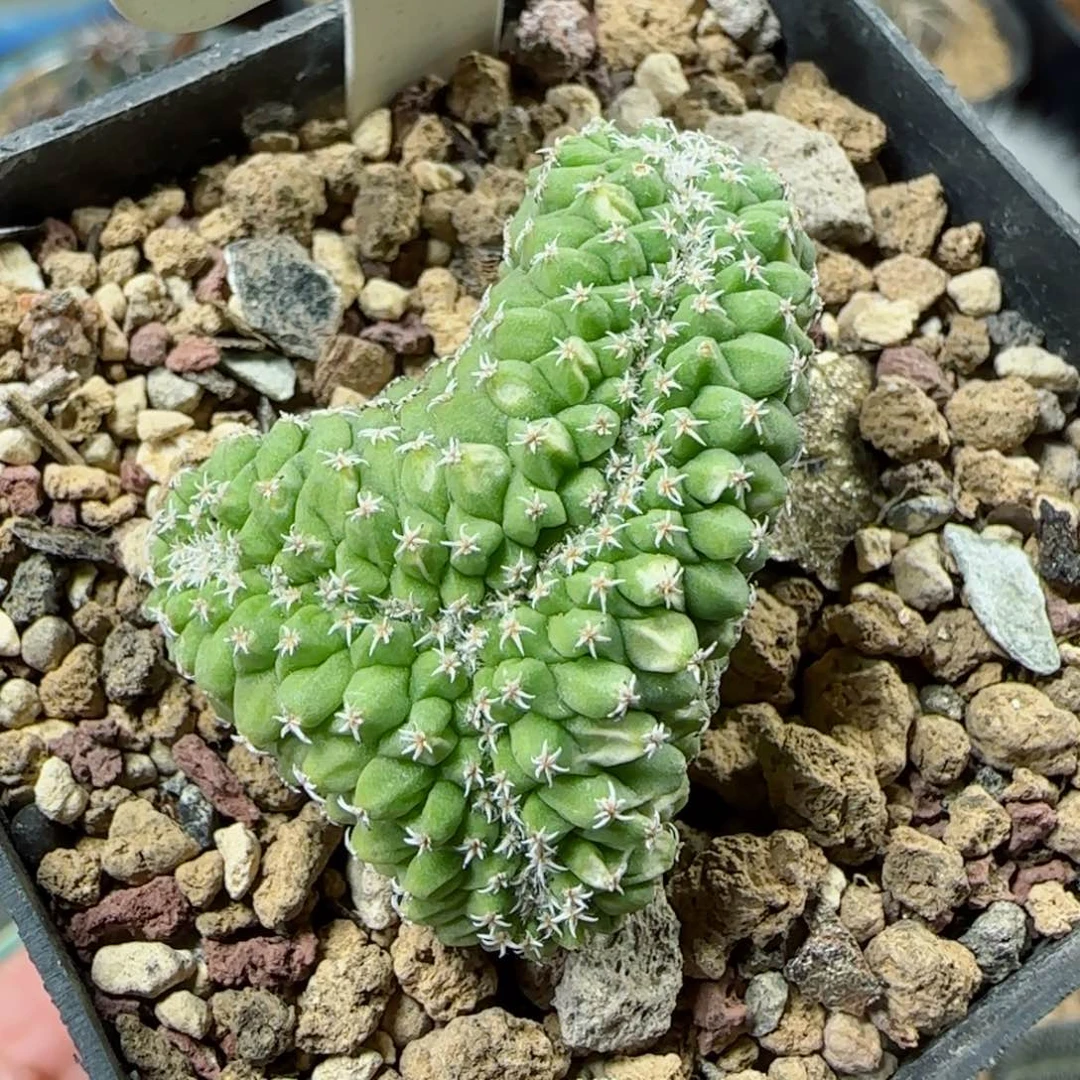 34实生菊水缀化多肉