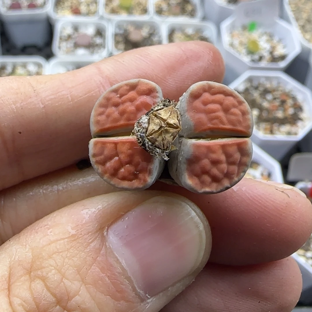 331 清框福利30包邮