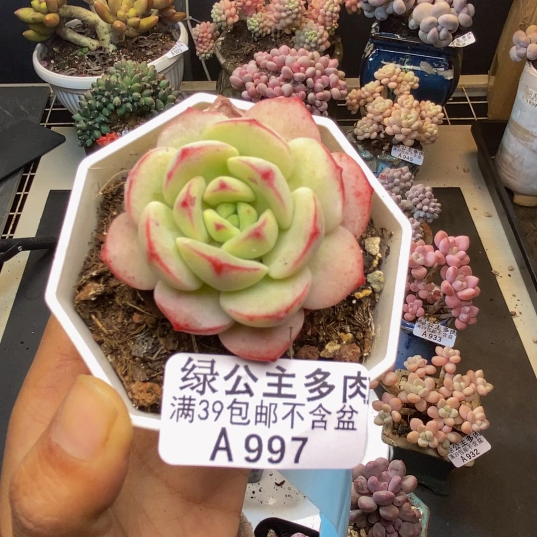 997丸叶香草多肉5c m