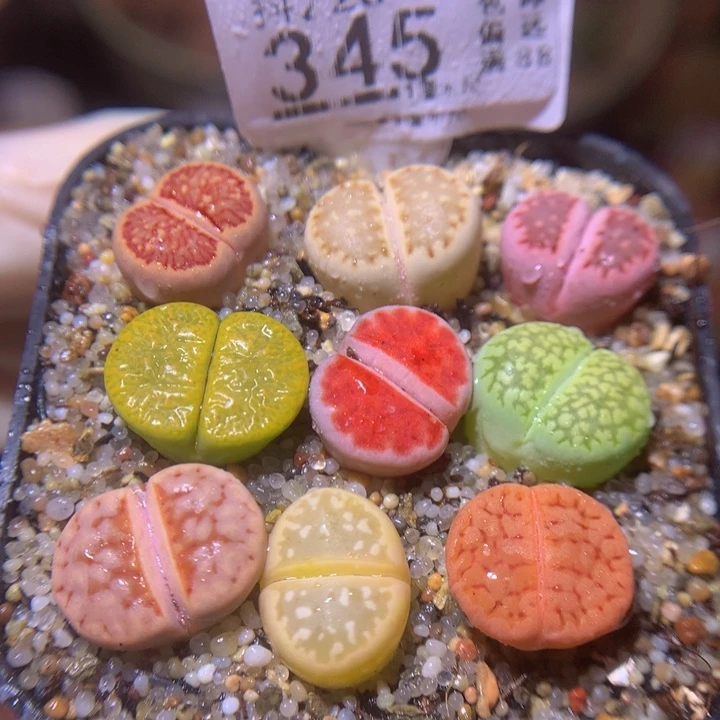 精品生石花220.345