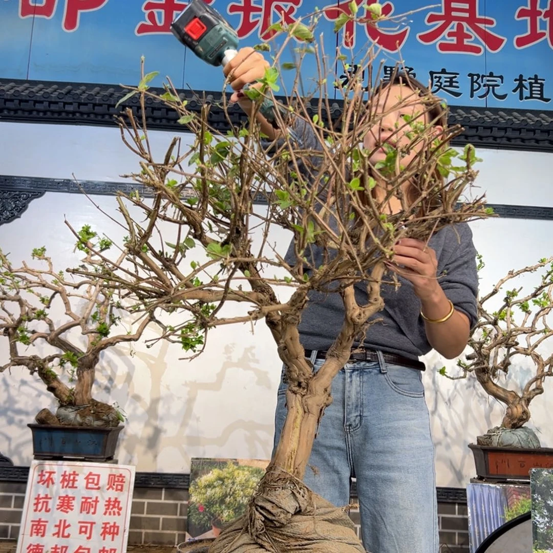 无花朵金银花4445558888