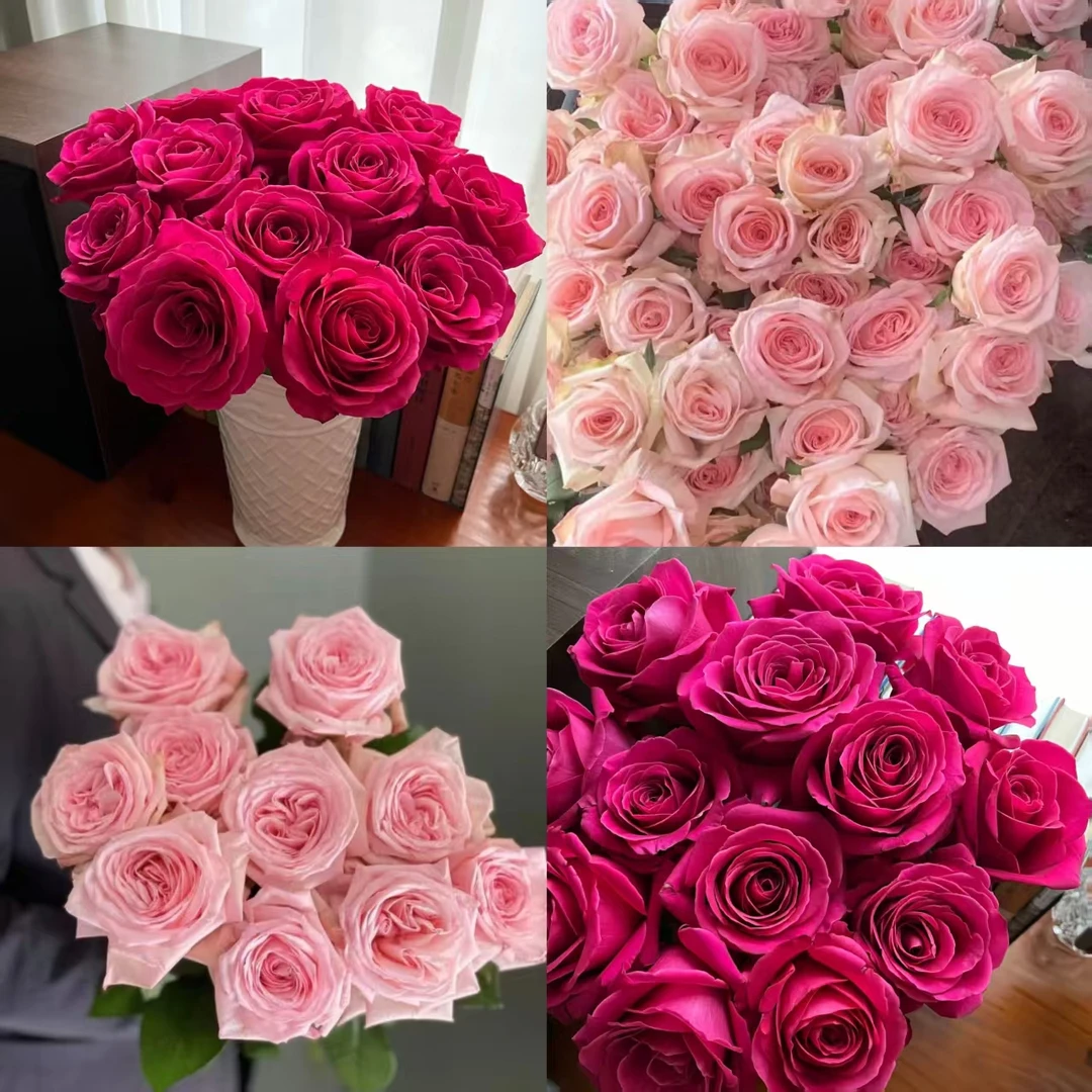 鲜花【弗洛伊德+粉荔枝】同地址任意拍2单冷链送货上门