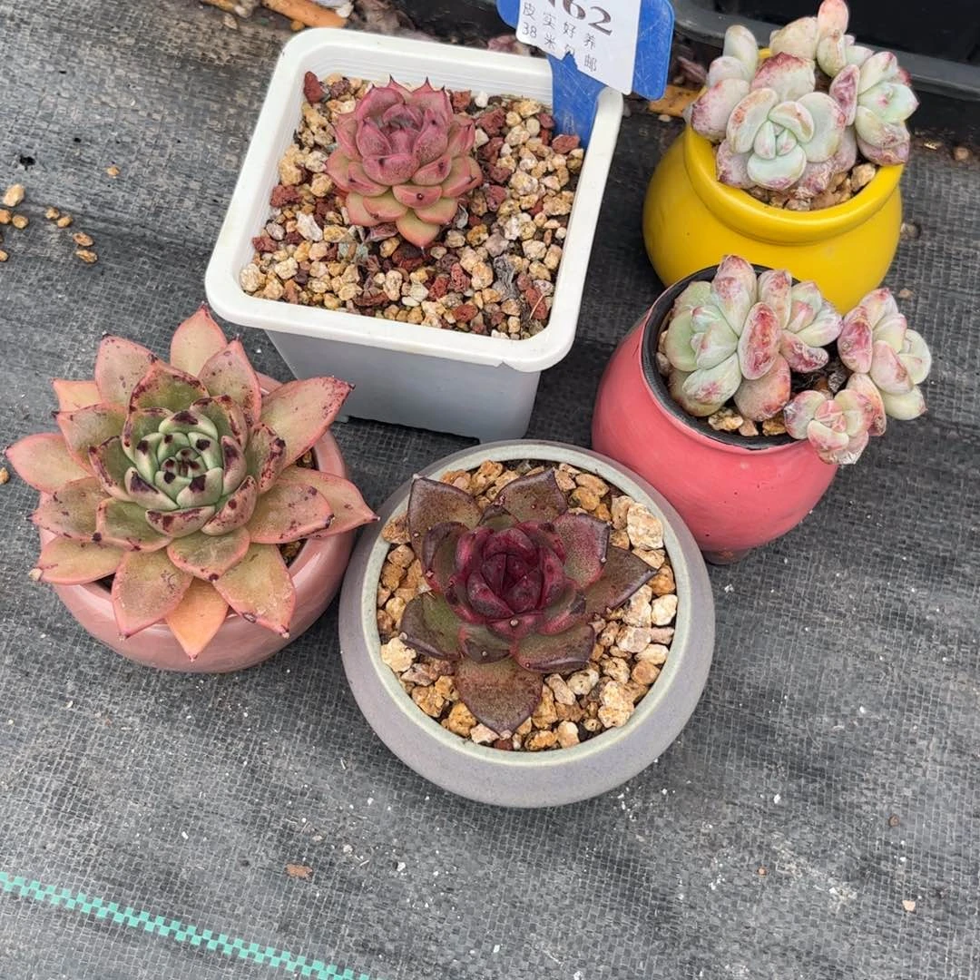 ?*一多肉植物11111111