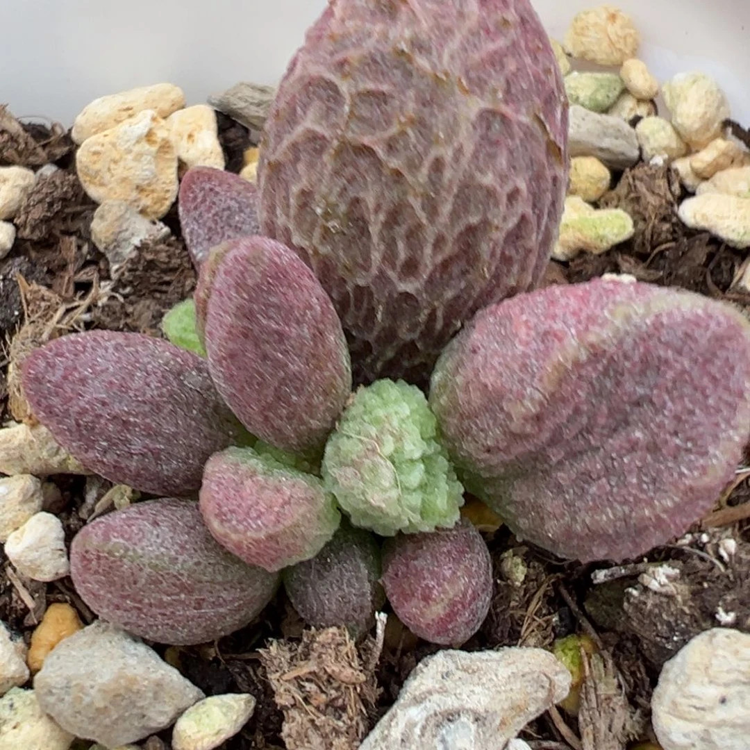网纹款实生新品多肉植物水泡