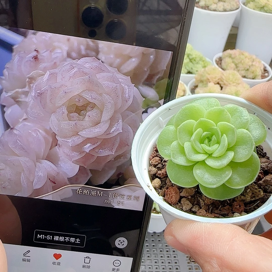 1109-32（m1-51）优选