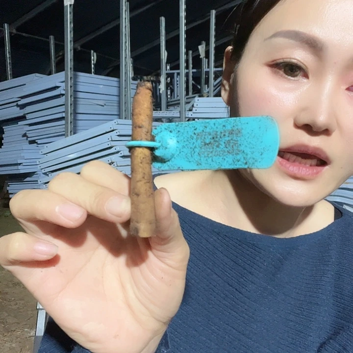 当前无花栽培后可以开花甲壳虫