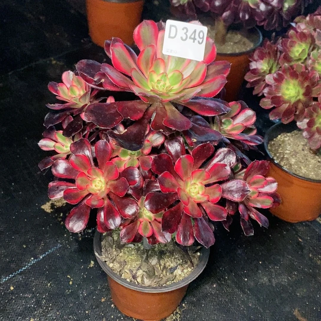 丽娜349多，111111