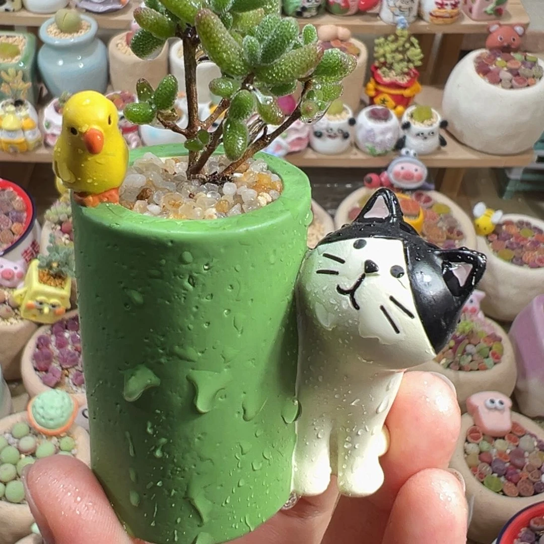 多肉植物33号枝干