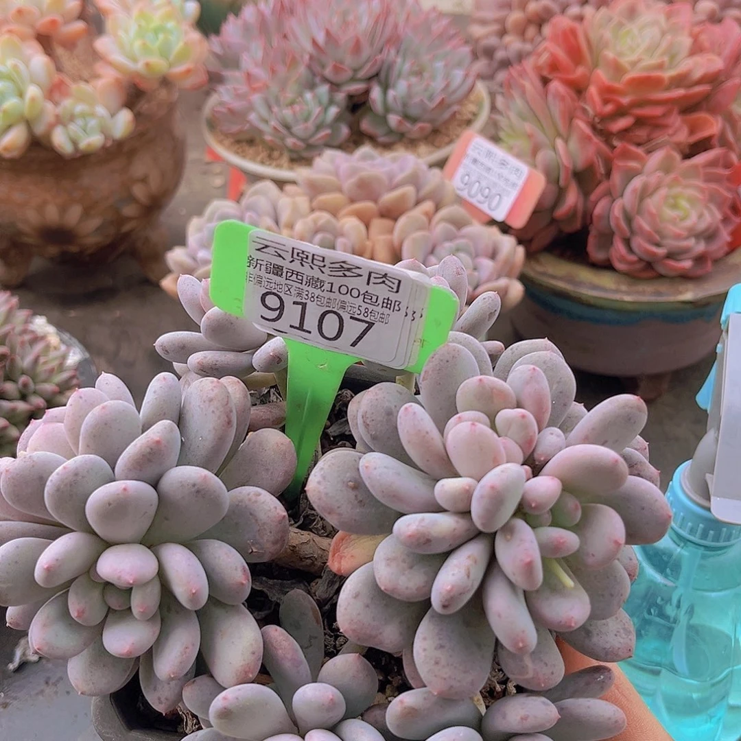 9107香香雪多肉植物
