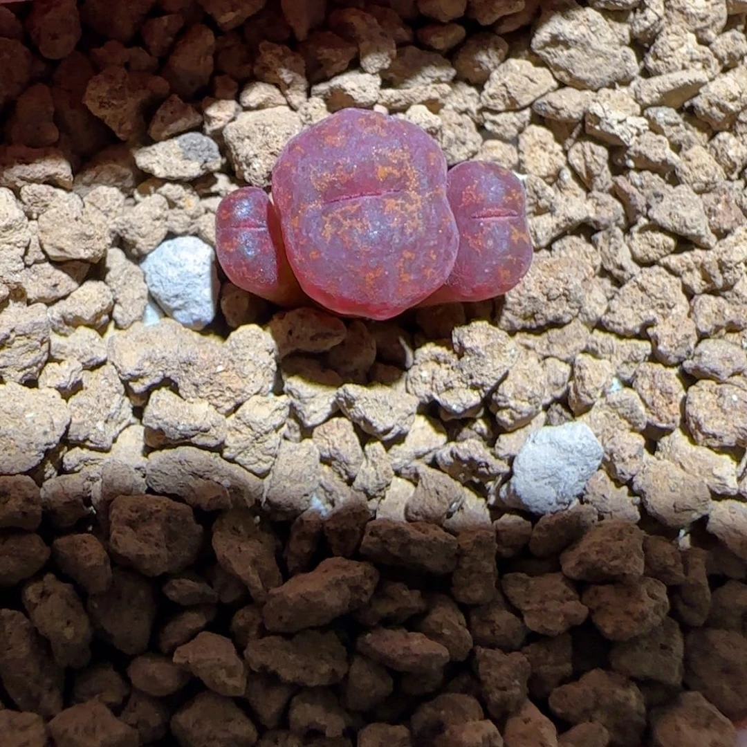 肉锥多肉植物组合-绒面红勋章1706