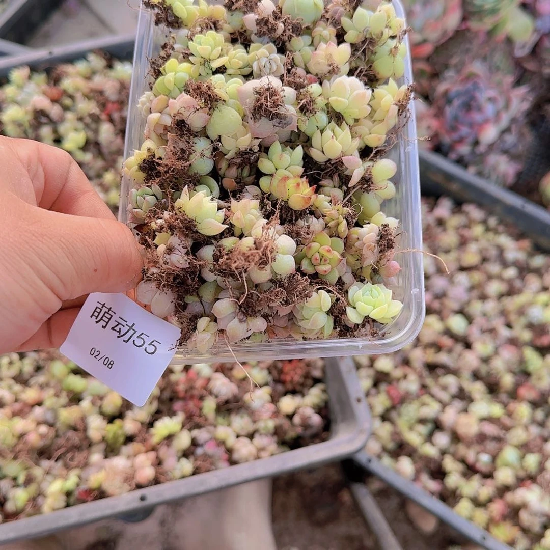 直播一物一拍多肉55