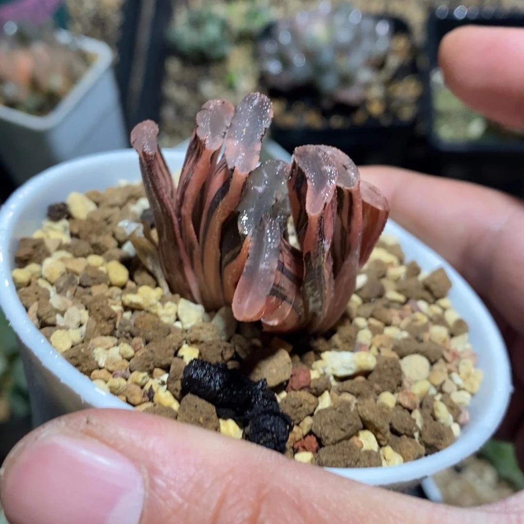 一颗实生玉扇锦 超级开播福利