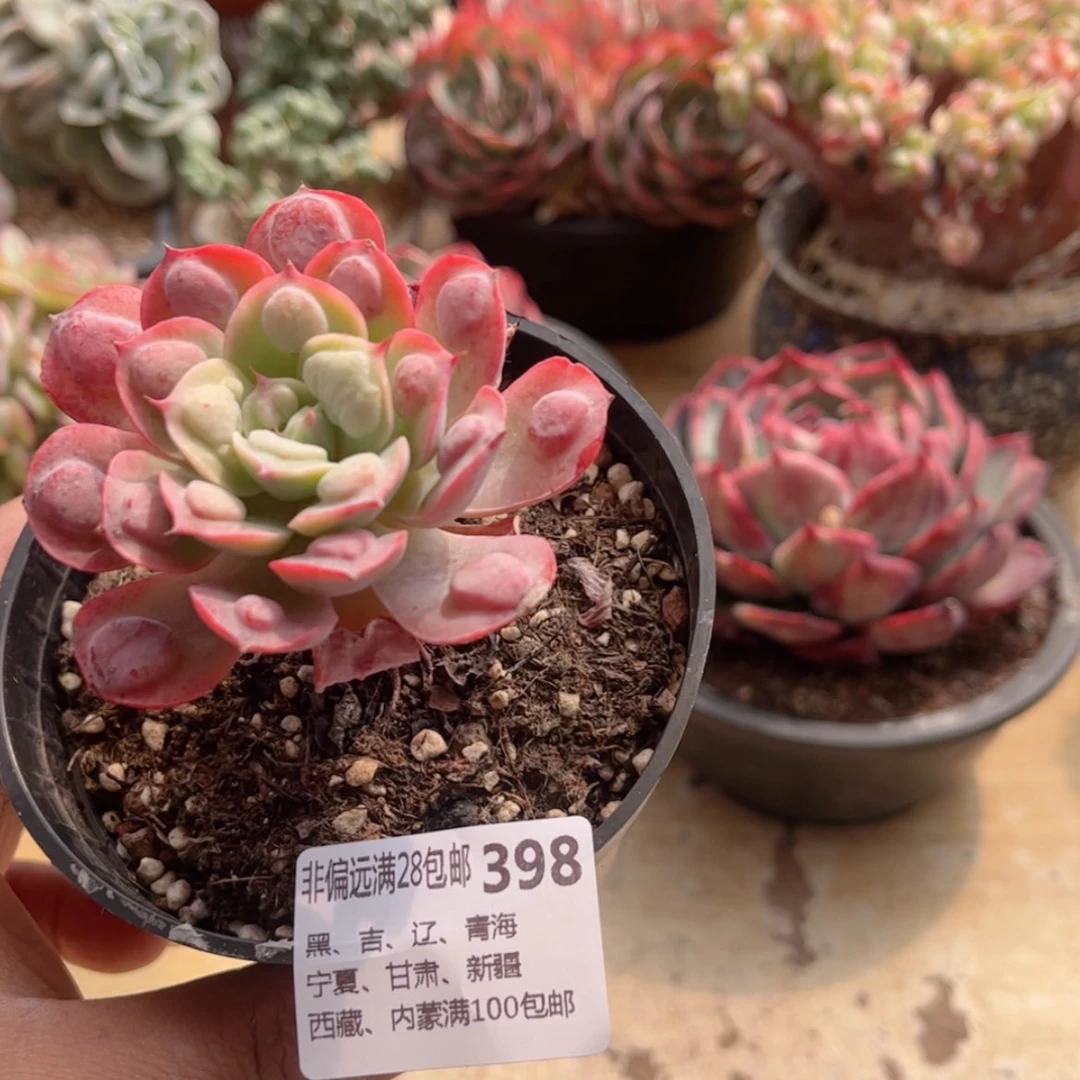 【闪购商品】398雨滴