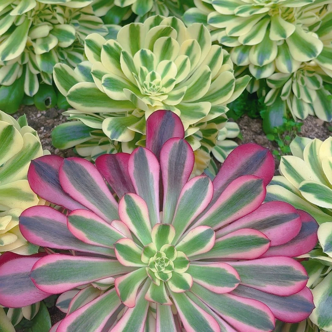 美杜莎新尼亚手捧多肉植物一号