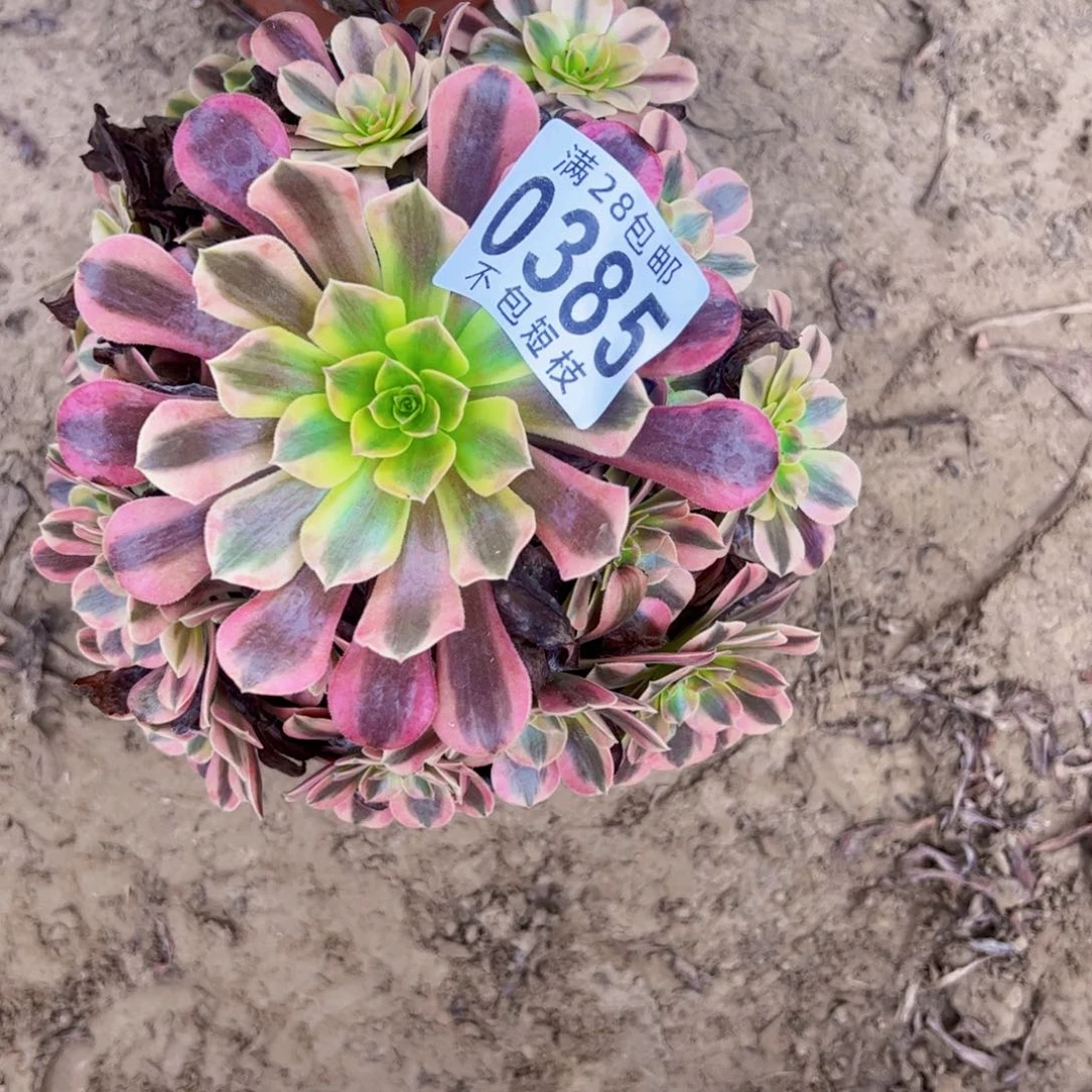 美杜莎多肉植物0385