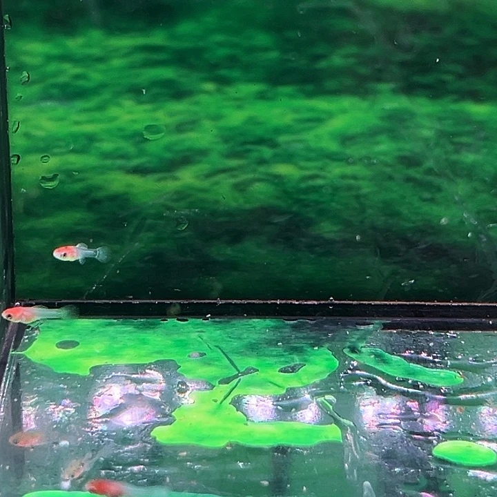 孔雀鱼精品红头瓷白苗3条