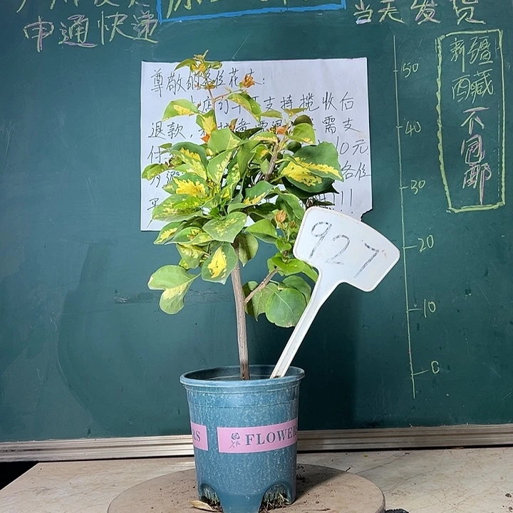 当前无花栽培后可以开花洒金橙金心龙舌同株 927