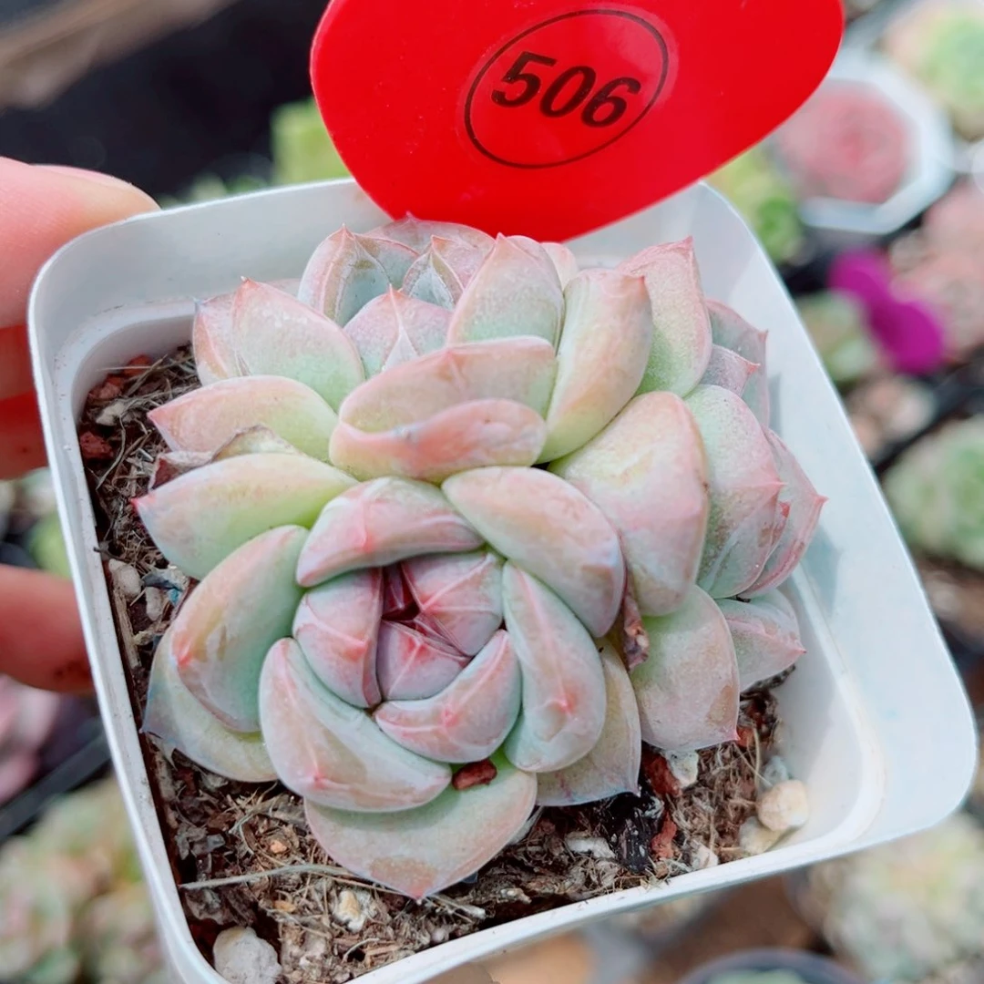 风靡园艺新品珍妮群