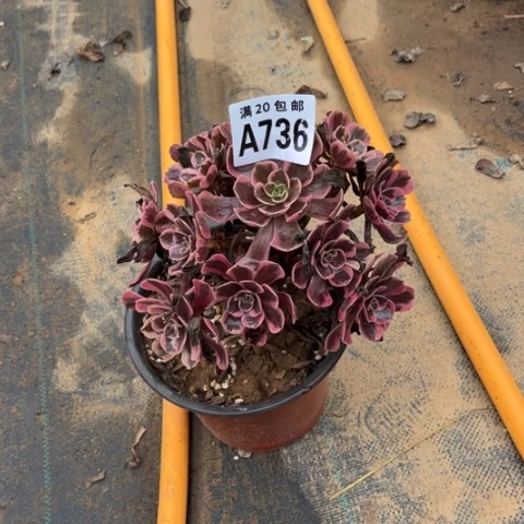 736爱神不包断枝