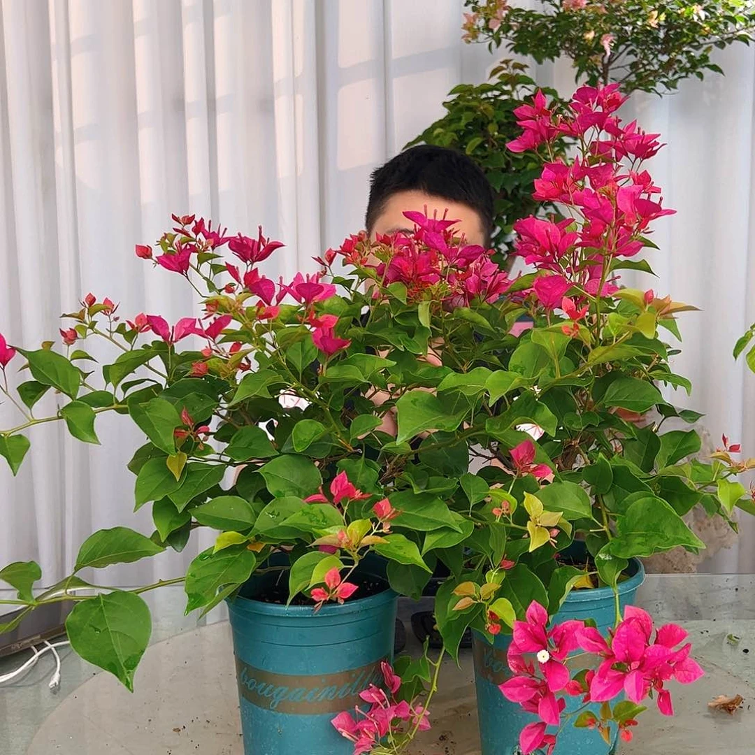 当前无花栽培后可以开花甜心中一颗