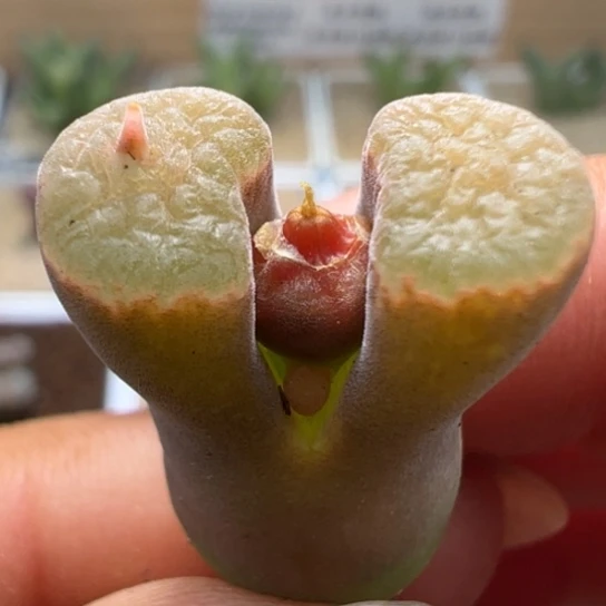 1807蛋糕恶魔角一颗84