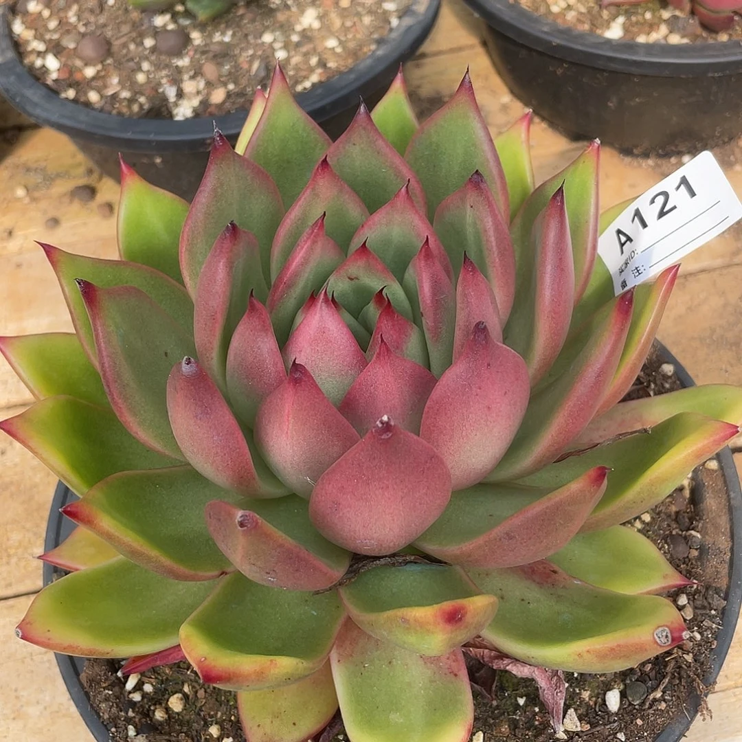 若如东云单拍A121