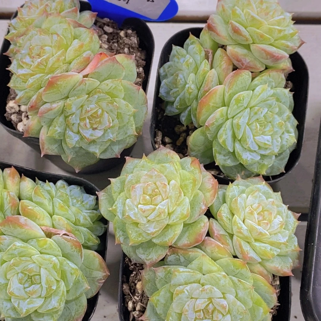 154-新品珍妮糖心群一个