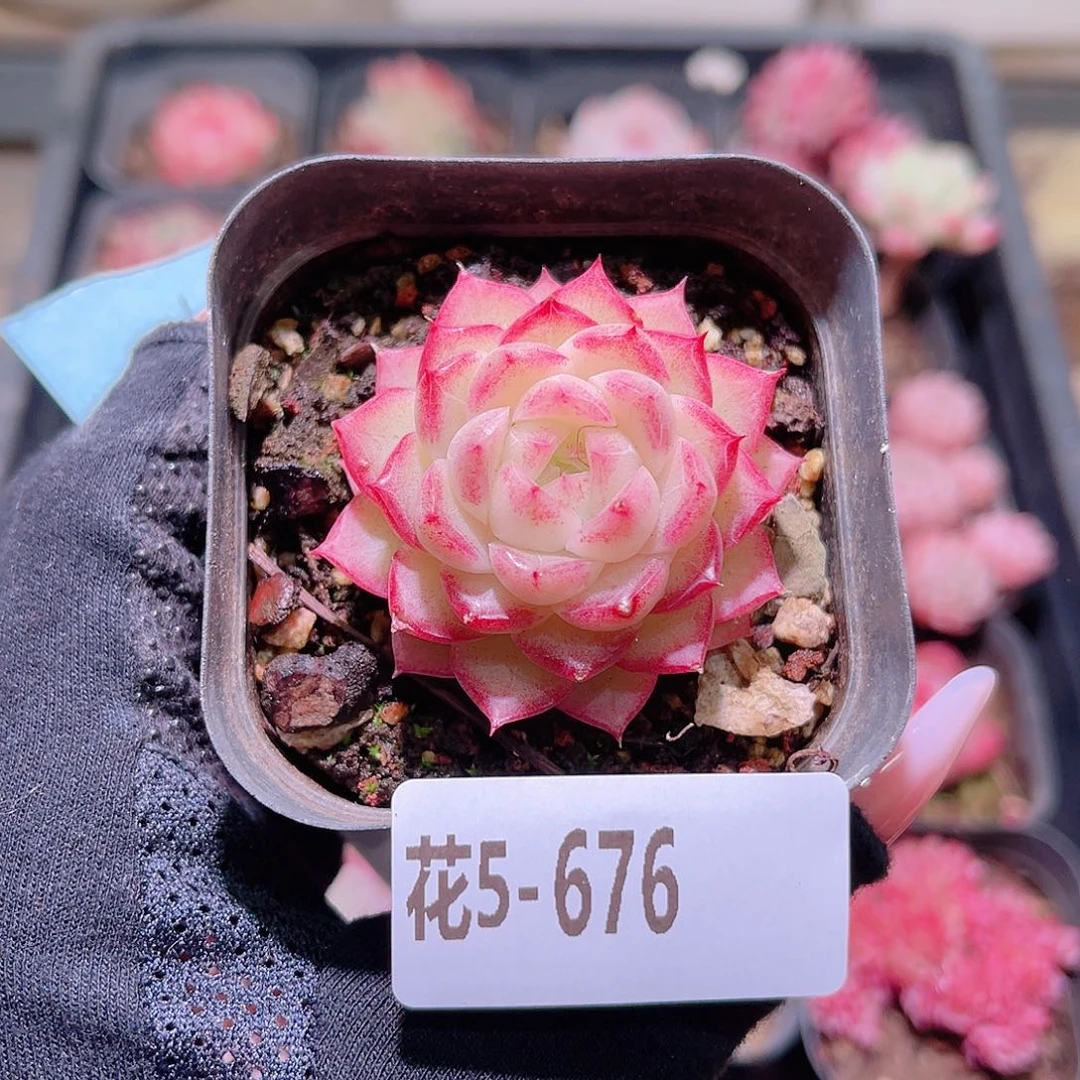 花利美5-676女王