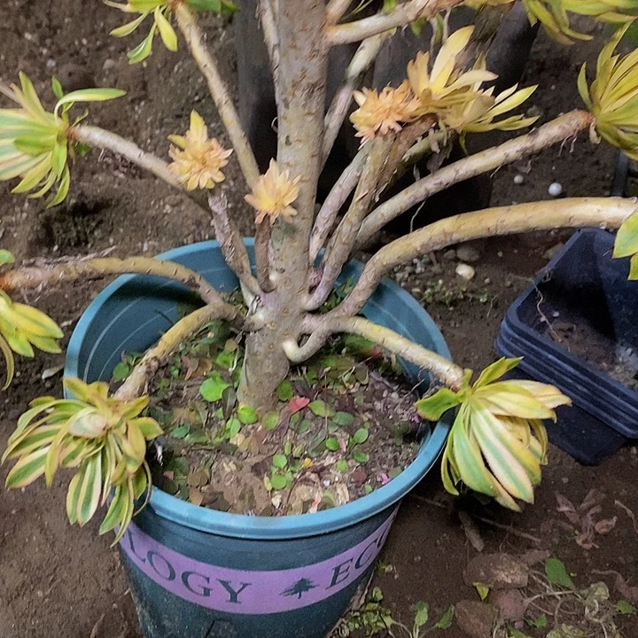 萍***逢砍头10个法师多肉植物