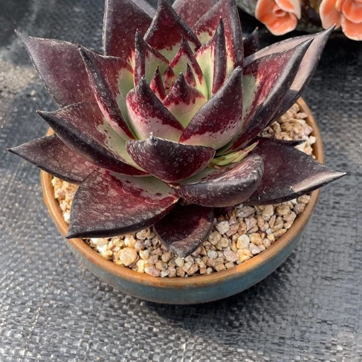 暗*弥一物一一拍